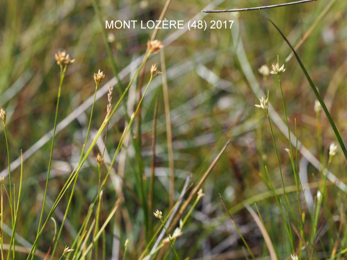 Sedge, White plant